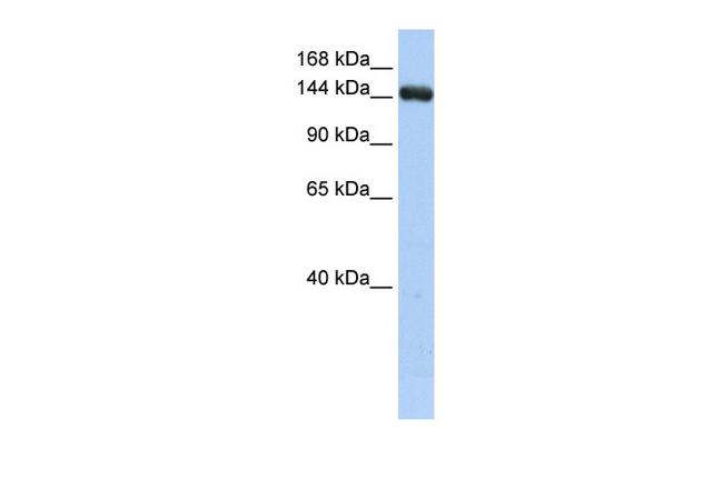 UGGT2 Antibody in Western Blot (WB)