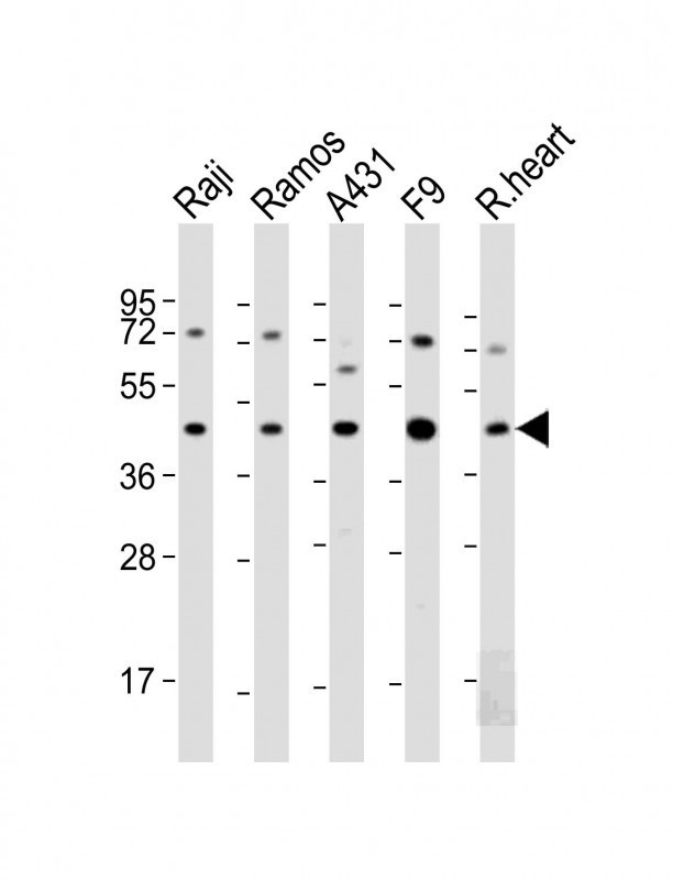 MCL-1 Antibody in Western Blot (WB)