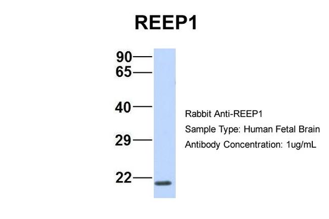 REEP1 Antibody in Western Blot (WB)