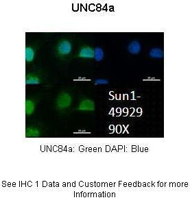 UNC84A Antibody in Immunocytochemistry (ICC/IF)