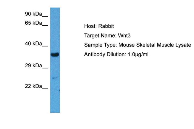 WNT3 Antibody in Western Blot (WB)