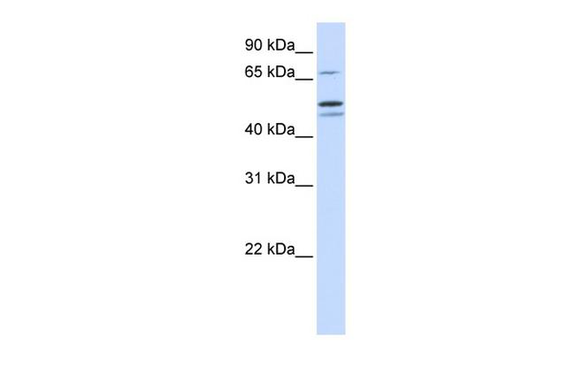 EARS2 Antibody in Western Blot (WB)