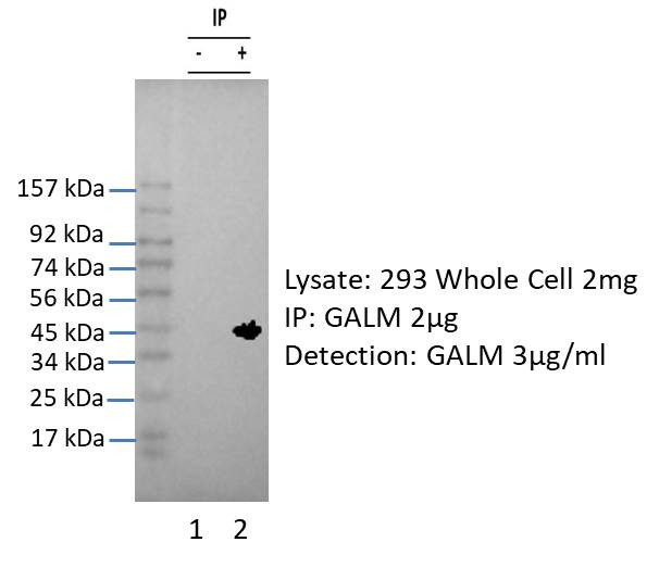 GALM Antibody in Immunoprecipitation (IP)