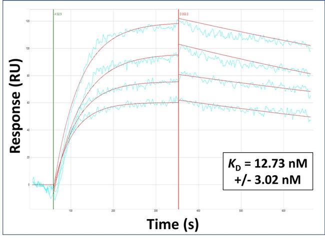 OMA1 Antibody in Surface plasmon resonance (SPR)