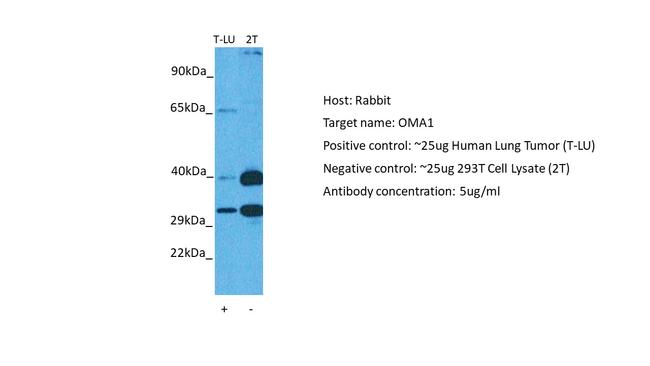 OMA1 Antibody in Western Blot (WB)