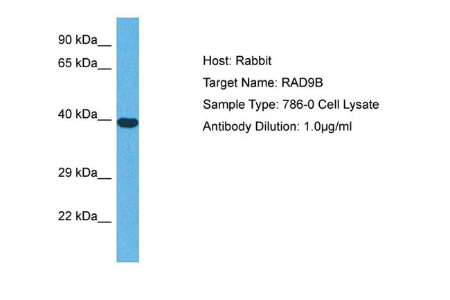 RAD9B Antibody in Western Blot (WB)