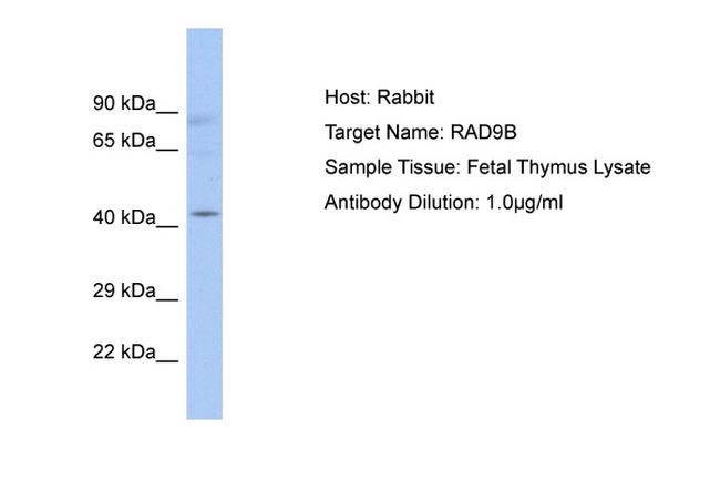 RAD9B Antibody in Western Blot (WB)