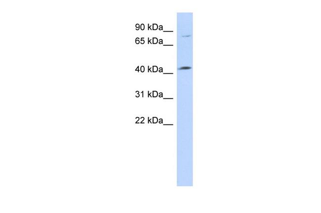 C1orf177 Antibody in Western Blot (WB)