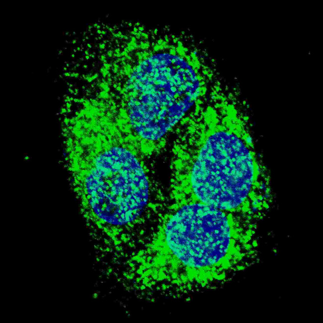 BNIP3 Antibody in Immunocytochemistry (ICC/IF)