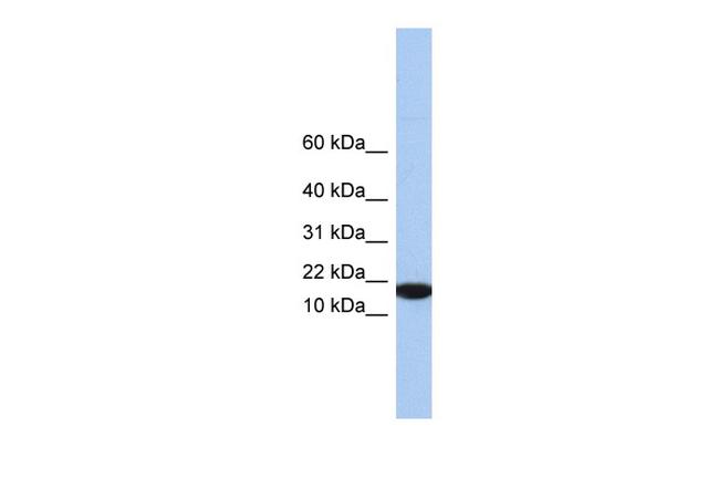 IL-5 Antibody in Western Blot (WB)