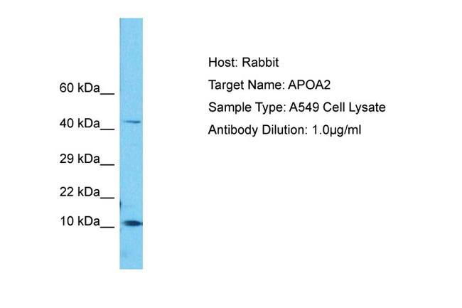 ApoA2 Antibody in Western Blot (WB)