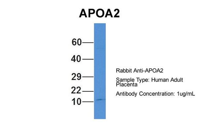 ApoA2 Antibody in Western Blot (WB)