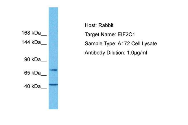 AGO1 Antibody in Western Blot (WB)