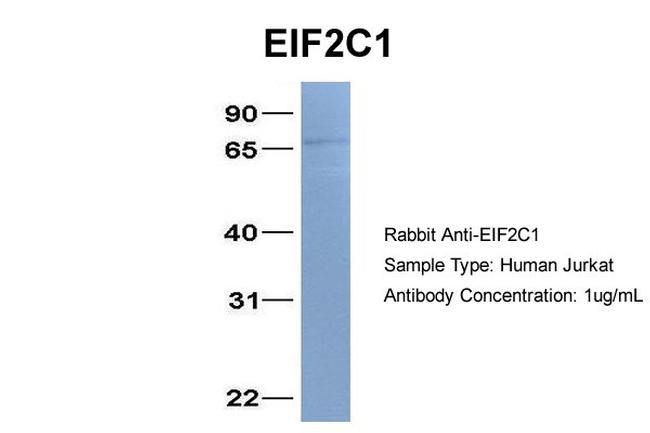 AGO1 Antibody in Western Blot (WB)