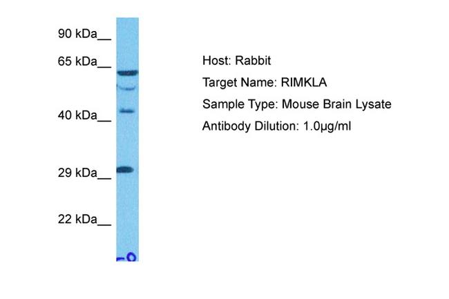 RIMKLB Antibody in Western Blot (WB)