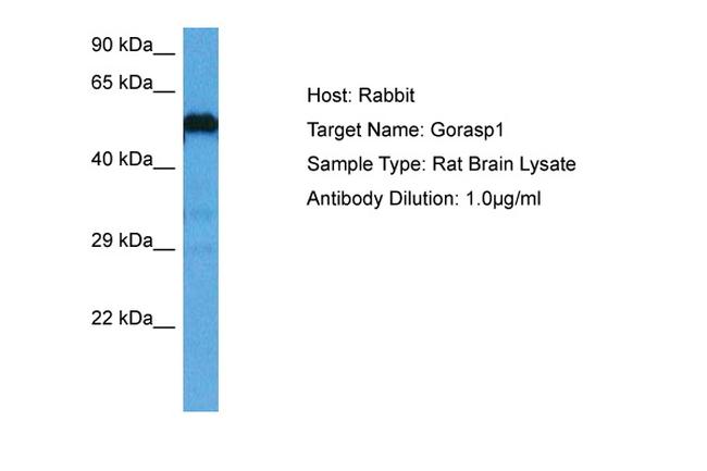 GRASP65 Antibody in Western Blot (WB)