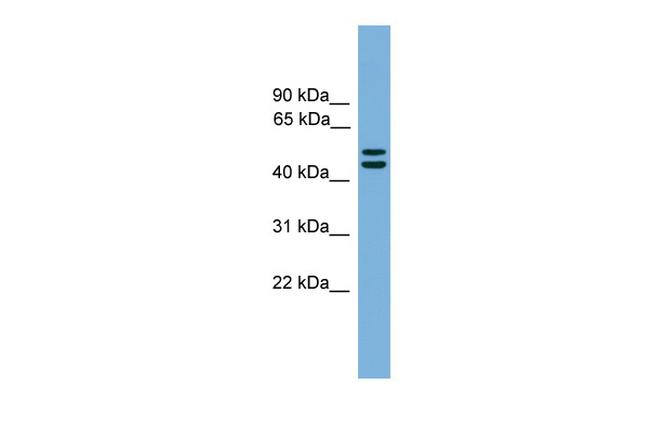 GRASP65 Antibody in Western Blot (WB)