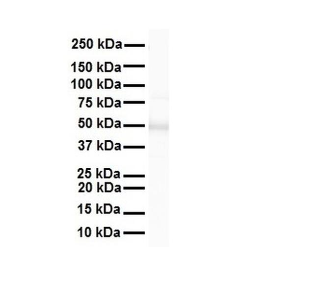 FOXA1 Antibody in Western Blot (WB)