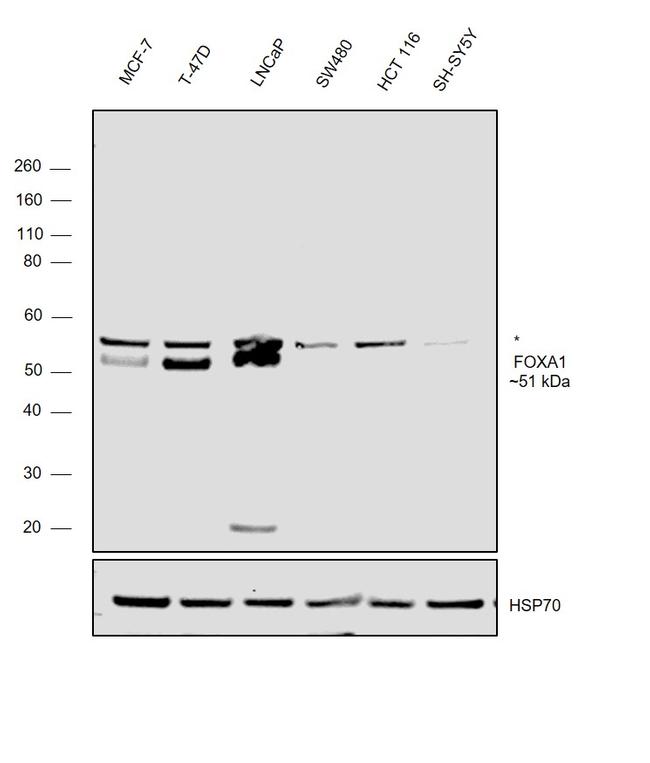 FOXA1 Antibody in Western Blot (WB)