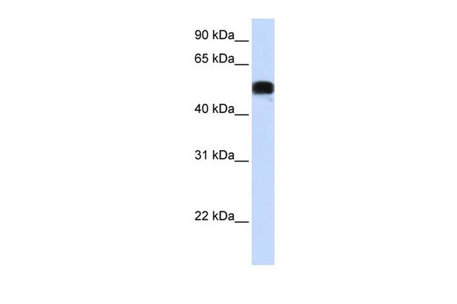 FOXA1 Antibody in Western Blot (WB)