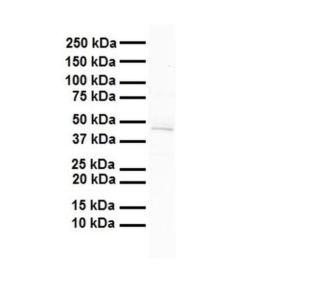 FOXA1 Antibody in Western Blot (WB)