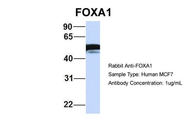 FOXA1 Antibody in Western Blot (WB)