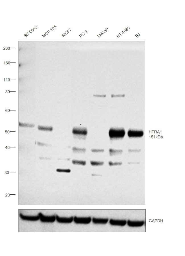 HTRA1 Antibody in Western Blot (WB)