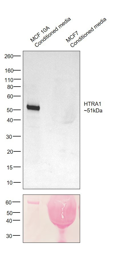 HTRA1 Antibody in Western Blot (WB)