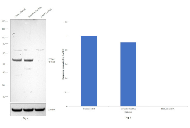 HTRA1 Antibody in Western Blot (WB)