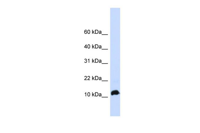 HEN1 Antibody in Western Blot (WB)