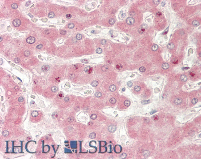 Adiponectin Receptor 2 Antibody in Immunohistochemistry (Paraffin) (IHC (P))