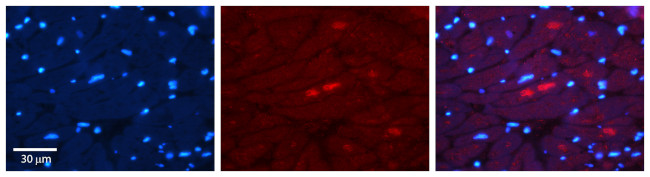 Adiponectin Receptor 2 Antibody in Immunohistochemistry (Paraffin) (IHC (P))