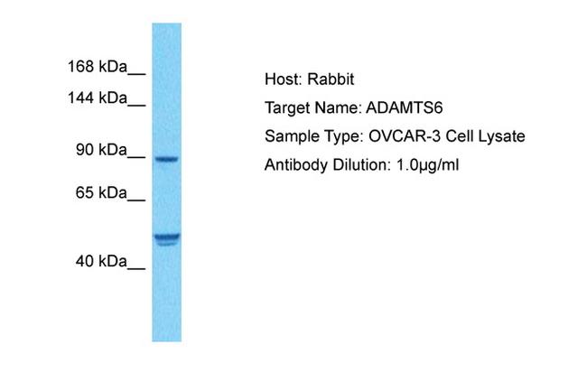 ADAMTS6 Antibody in Western Blot (WB)