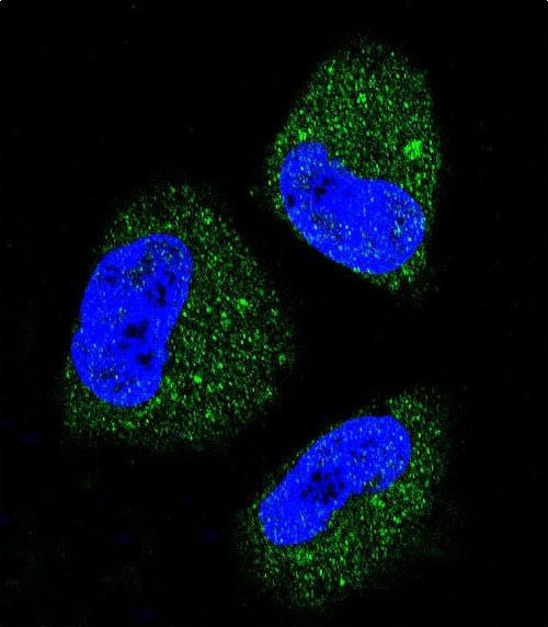 GRP78 Antibody in Immunocytochemistry (ICC/IF)