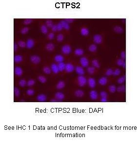 CTPS2 Antibody in Immunocytochemistry (ICC/IF)