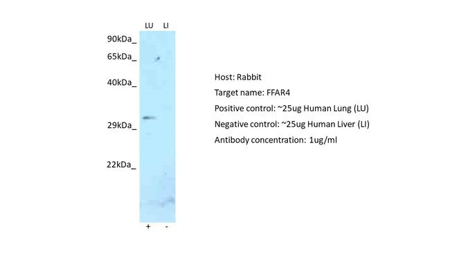 GPR120 Antibody in Western Blot (WB)