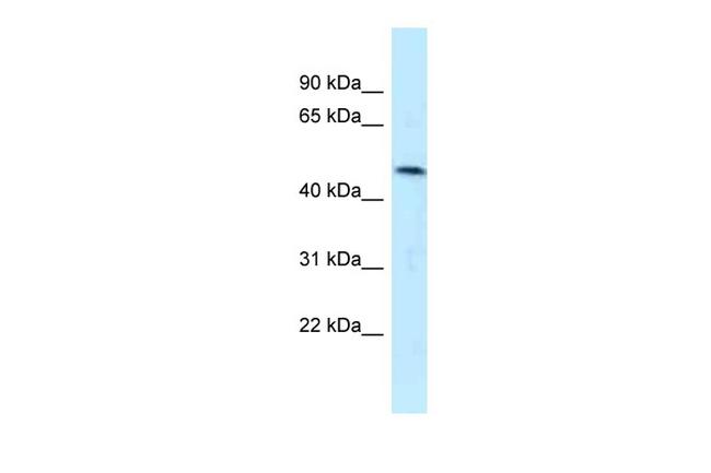 SQRDL Antibody in Western Blot (WB)