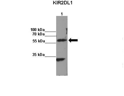 KIR2DL1 Antibody in Immunoprecipitation (IP)