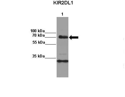 KIR2DL1 Antibody in Immunoprecipitation (IP)