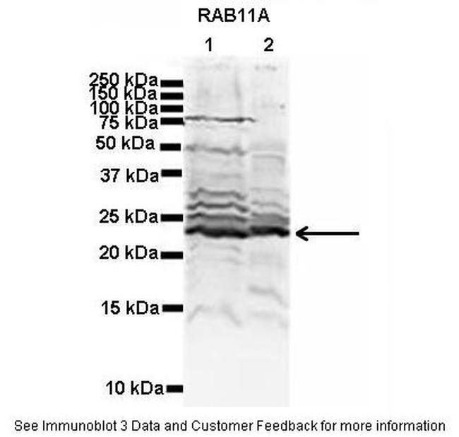 RAB11A Antibody in Western Blot (WB)