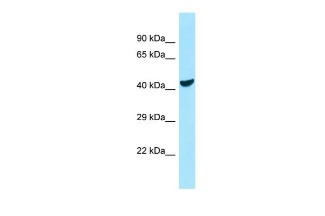 COQ6 Antibody in Western Blot (WB)