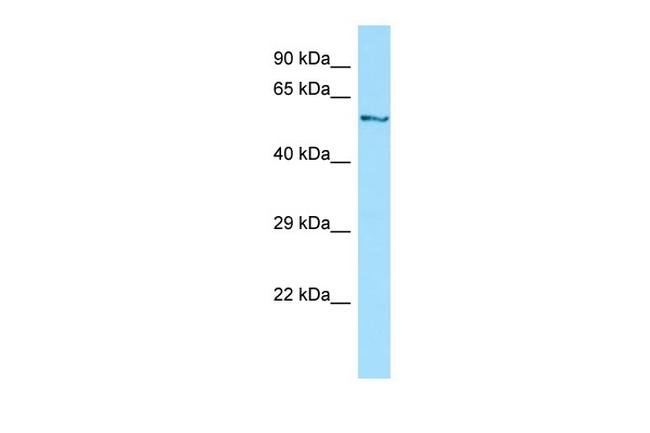 DYNC1LI1 Antibody in Western Blot (WB)