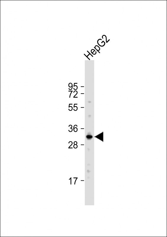 APOBEC1 Antibody in Western Blot (WB)