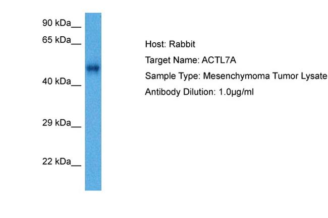 Actin-like 7A Antibody in Western Blot (WB)