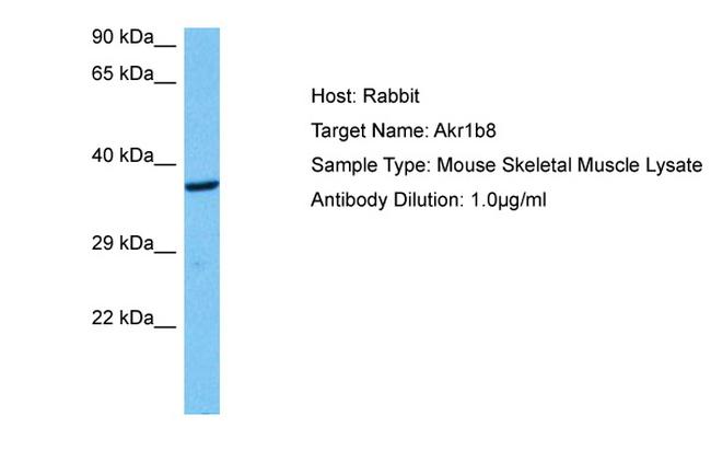 AKR1B8 Antibody in Western Blot (WB)