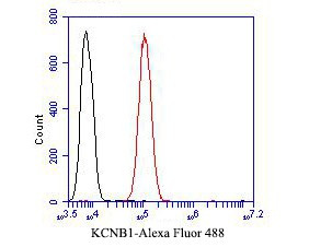 KCNB1 Antibody in Flow Cytometry (Flow)