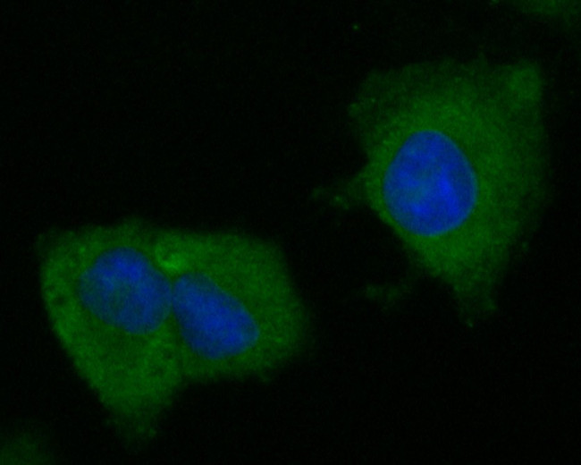 BCL2L15 Antibody in Immunocytochemistry (ICC/IF)