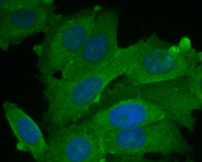 BCL2L15 Antibody in Immunocytochemistry (ICC/IF)