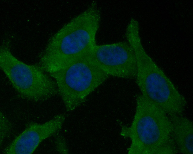 BCL2L15 Antibody in Immunocytochemistry (ICC/IF)