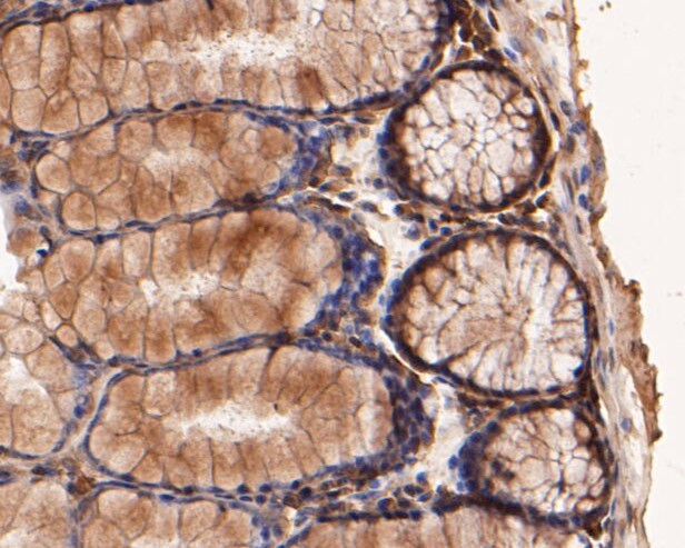 BCL2L15 Antibody in Immunohistochemistry (Paraffin) (IHC (P))